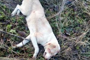 Căţeluşă împuşcată la Cluj din amuzament de nişte derbedei vânători - VIDEO