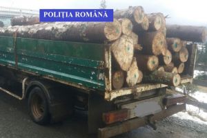 Poliţiştii bistriţeni au confiscat lemn şi pomi de Crăciun. Ce amenzi au dat