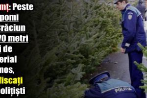 Neamţ: Peste 150 pomi de Crăciun şi 270 metri cubi de material lemnos, confiscaţi de poliţişti