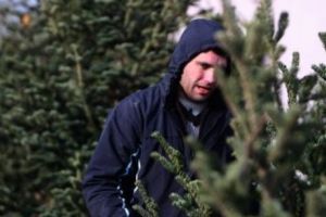Poliţiştii au descoperit O TONĂ de brazi tăiaţi ilegal