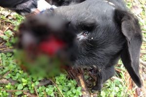 Șocant! Un poliţist din Bihor are dosar penal, după ce a ucis un câine!