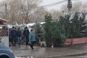 FOTO Au apărut brazii la Piaţa Cibin. Preţuri piperate