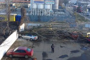 Trei maşini distruse de un copac