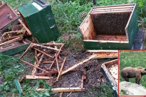 VIDEO FOTO Un urs face prăpăd în Nucet. Oamenii sunt disperaţi  şi cer împuşcarea lui