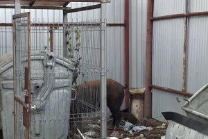 FOTO/ ȘTIREA TA: La Alba Iulia, godacul Ghiţă s-a dus azi la… grădiniţă