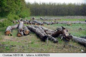 S-a declanşat haosul pe piata lemnelor de foc din România, lipsesc politicile coerente pentru punerea in valoare sustenabilă a pădurilor
