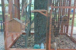 Marea evadare a avut loc, iar veveriţa a scăpat din cuşcă. Eliberatorul este căutat de Poliţie (FOTO)