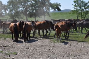 Liceele agricole trec la Ministerul Agriculturii. Ce profesie nouă va fi învăţată la Beclean