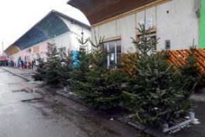 Peste 150 de pomi de Craciun confiscati de politistii maramureseni