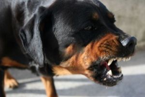 Poliţia transmite un mesaj proprietarilor şi a deţinătorilor temporari  de câini periculoşi şi agresivi din judeţul Harghita