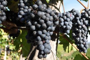 An grozav pentru viticultorii din judeţ. Au obţinut o producţie la hectar de trei ori mai mare ca în 2016
