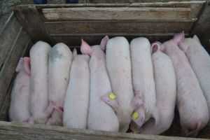 Fermierii ar putea primi gratuit purcei din rasele Bazna şi Mangaliţa. În ce condiţii