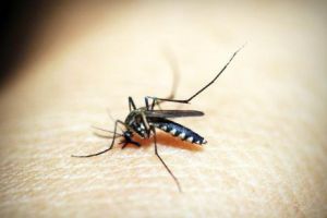 Tratament naturist pentru infecţia cu virusul West Nile