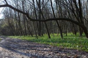 Pădurea Băneasa, pe cale să fie DISTRUSĂ! PROIECTUL REVOLTĂTOR al Primăriei 