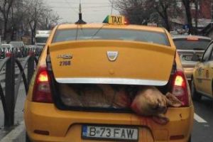 Poza zilei: Asta e România - FOTO