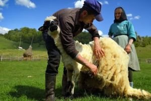 Hunedoara, printre primele judeţe din ţară la valorificarea lânii