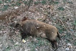 Încă un caz de trichineloză în judeţ