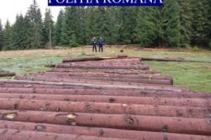 CLUJ: Hoţii de lemne au profitat de furtuni pentru a fura copaci. Un pădurar era implicat în ”afacere” FOTO
