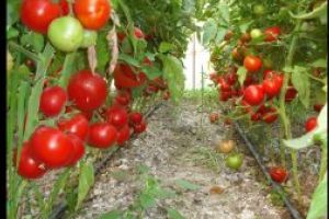 Programul „Tomate”, a prins rădăcini şi în judeţul Covasna, în 2017