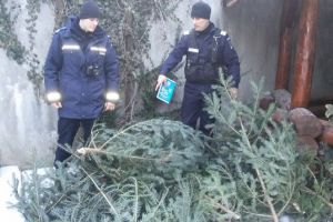 Prinşi în flagrant în timp ce furau, în plină zi, brazi pentru Crăciun