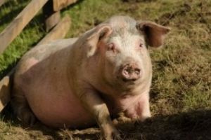 Obiceiuri şi tradiţii de Ignat: Ce NU ai voie să faci astăzi