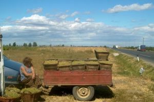 Strugurii vecinului sunt mai buni! O prahoveanca s-a ales cu dosar penal pentru furt de struguri din curtea unui consatean