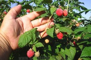 300 locuri de muncă în domeniul agricol (recoltare zmeura) în Portugalia prin intermediul Reţelei EURES