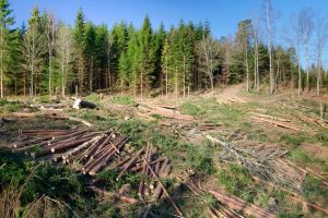 Mafia defrişărilor, “Omerta” în faţa judecătorilor. Zeci de hectare de pădure, rase de pe faţa pământului