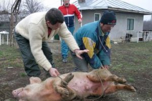 Răzbunarea porcului de Ignat