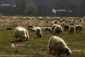 Noi reglementări privind păşunatul animalelor domestice, aprobate de guvern