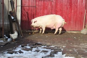 Porc uriaş de 400 de kilograme în gospodăria unei familii din Cuciulata (Foto)