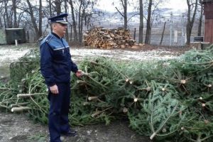 Pomi de Crăciun confiscaţi la Mediaş şi Gura Râului