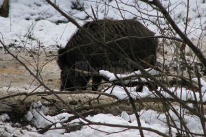 UPDATE - Mistreţ radioactiv, descoperit de Direcţia Sanitar Veterinară Suceava