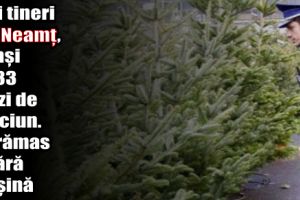 Trei tineri din Neamţ, prinşi cu 33 pomi de Crăciun. Au rămas şi fără maşină