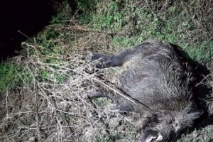 CERNOBÂLUL încă face victime. MISTREȚ RADIOACTIV împuşcat la Suceava