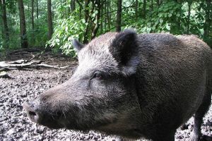 Premiera in Romania:Porc mistret radioactiv, gasit in Suceava