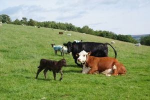 Noi reglementări privind păşunatul animalelor domestice