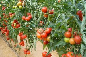 Programul de sprijin pentru tomate continuă şi în 2018