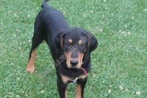 Acest câine a fost furat! Proprietarii oferă recompensă pentru găsirea lui