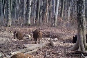 Mistreţ radioactiv, vânat în judeţul Suceava, aproape de graniţa cu Ucraina