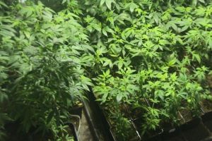 133 de ghivece cu plante de cannabis, descoperite de poliţişti