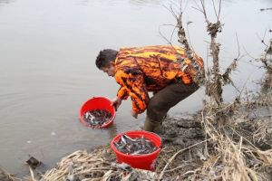 FOTO. Râul Mureş, populat pe raza municipiului Alba Iulia cu peste 1.000 de sturioni