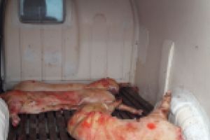 GALERIE FOTO: Politistii braileni au confiscat cateva sute de kilograme de carne