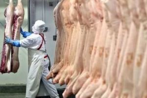 Realitatea neştiută. Cum au ajuns românii SCLAVI ÎN GERMANIA