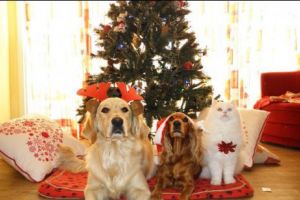 ATENȚIE! Patrupezi ÎN PERICOL de Crăciun. Aceştia pot face ATAC DE CORD