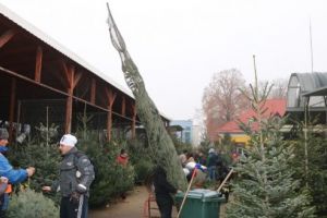 Preţuri mai ridicate la brazi în 2017