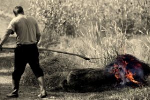 Reportaj in Maramures: Taiatul porcului, traditia de sute de ani, care refuza sa moara