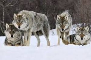 Crăciunul fiarelor sau Noaptea Lupului