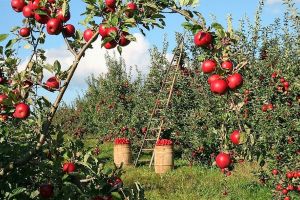 Campania agricolă e în toi, dar fermierii ţipă după oameni