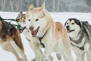 O iarnă de vis cu Malamutul de Alaska